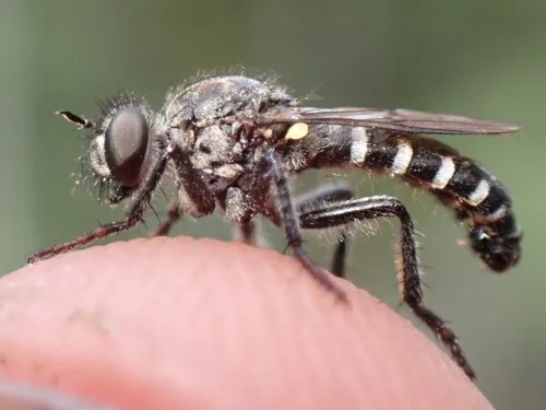 Cyrtopogon banksi