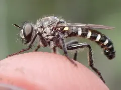 Cyrtopogon banksi thumbnail 1