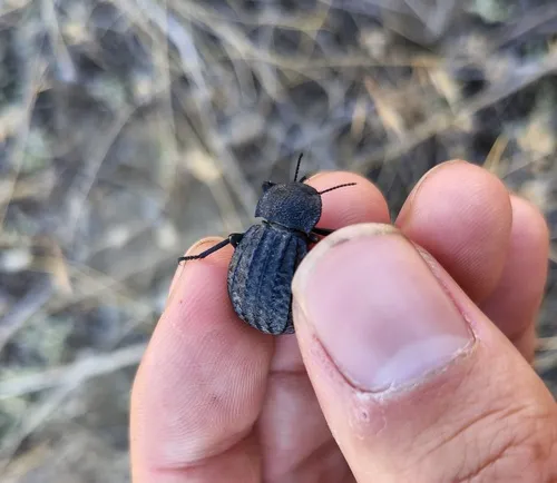 Philolithus sordidus