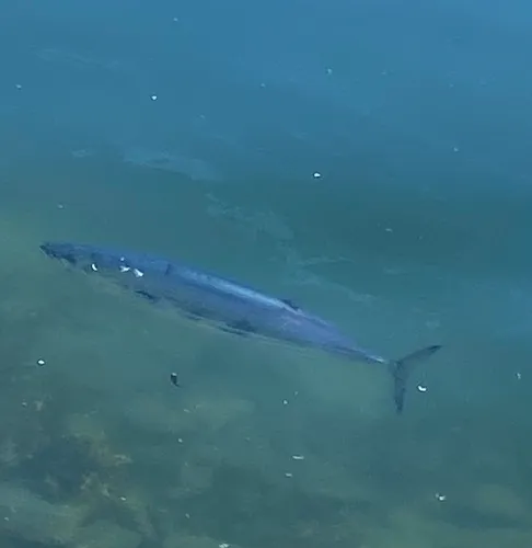 Skipjack Tuna