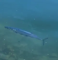 Skipjack Tuna thumbnail 1