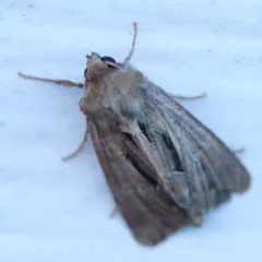 Four-lined Borer Moth thumbnail 2