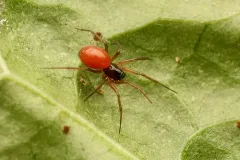 Black-tailed Ostearius thumbnail 2