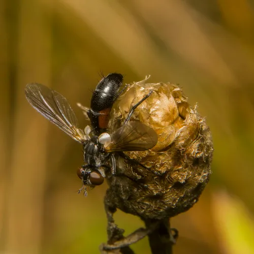 Cylindromyia interrupta