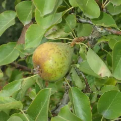Common Pear thumbnail 4