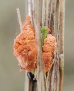 wildrice ergot thumbnail 2