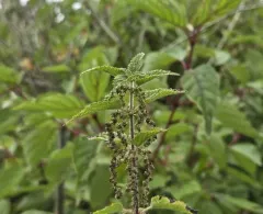 great stinging nettle thumbnail 1
