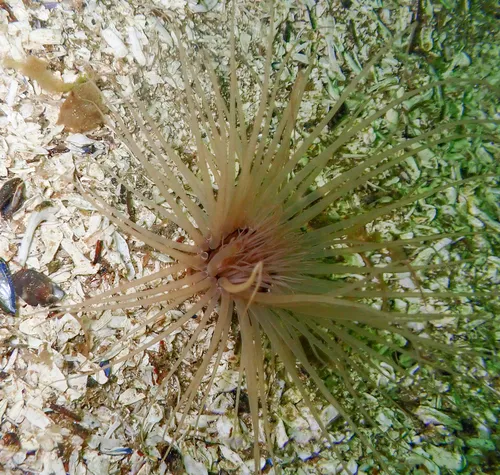 Fringed Cerianthid