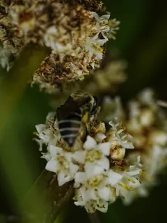 Colletes ciliatus thumbnail 2