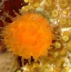 Orange Cup Coral thumbnail 1