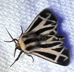 Charlotte's Tiger Moth thumbnail 2