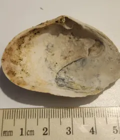 False softshell thumbnail 3