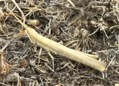 Pale Toothpick Grasshopper thumbnail 2