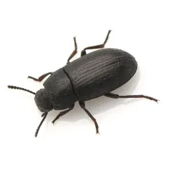 Blapstinus discolor thumbnail 1