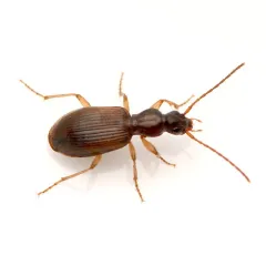 Oxypselaphus pusillus thumbnail 4