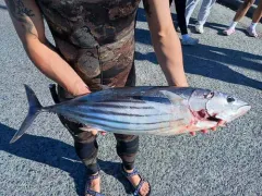 Skipjack Tuna thumbnail 3