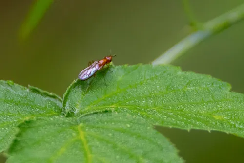 Psila angustata