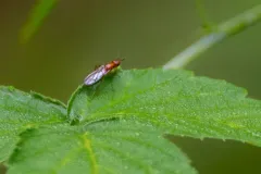 Psila angustata thumbnail 1