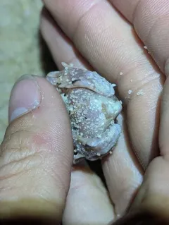 Eastern Spadefoot thumbnail 1