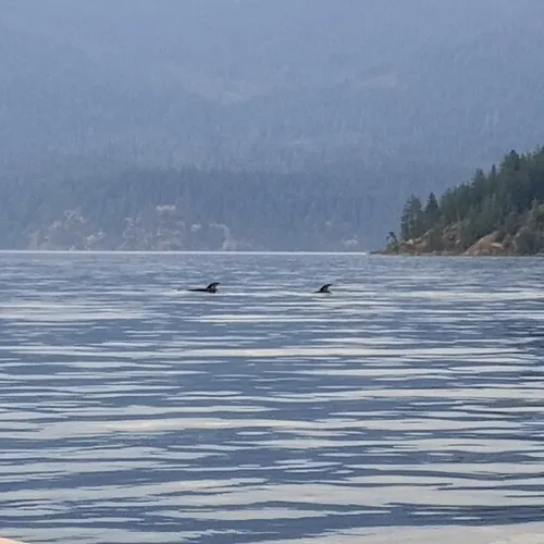 Striped Porpoise