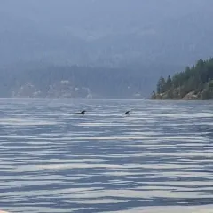 Striped Porpoise thumbnail 1