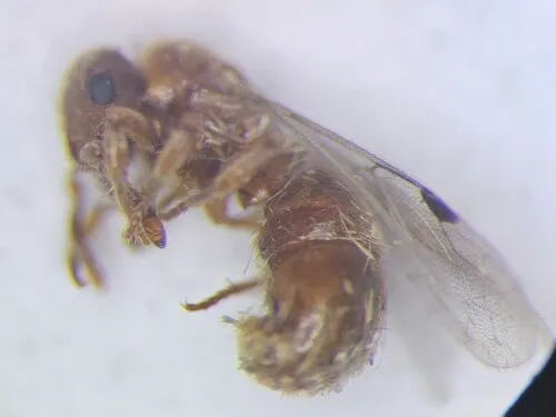 Proceratium silaceum