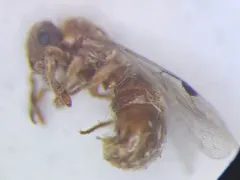 Proceratium silaceum thumbnail 1