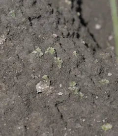 Frost's Crystalwort thumbnail 1