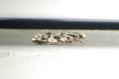 Pale Corn Clothes Moth thumbnail 2
