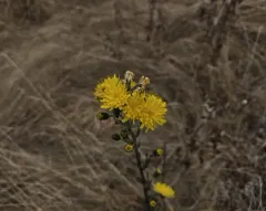 New England Hawkweed thumbnail 2