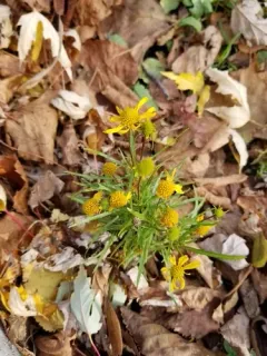 Bitterweed thumbnail 4