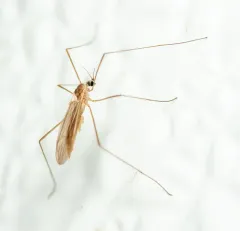 Cheilotrichia stigmatica thumbnail 2
