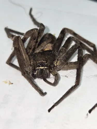 Pantropical Huntsman Spider