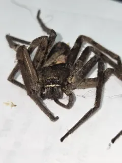Pantropical Huntsman Spider thumbnail 1