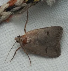 Civil Rustic Moth thumbnail 2