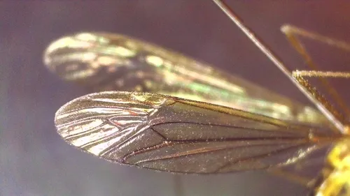 Nephrotoma penumbra