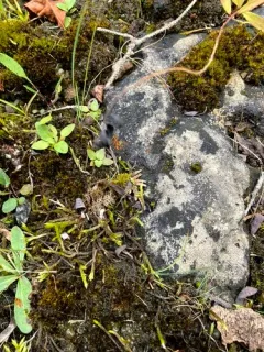 thick ragged moss thumbnail 1
