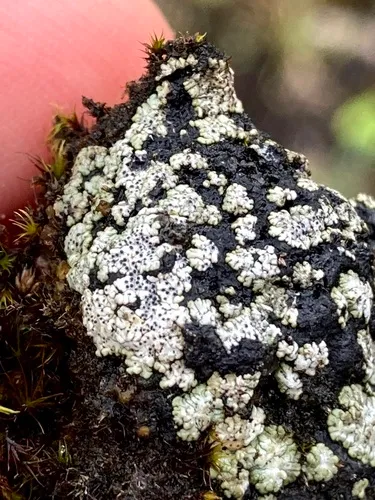 Earth Lichen