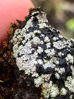 Earth Lichen thumbnail 1