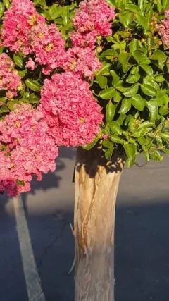 Crape-myrtle thumbnail 2