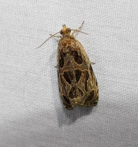 Basswood Olethreutes Moth