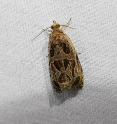 Basswood Olethreutes Moth thumbnail 1