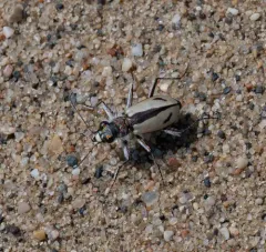Sandy Tiger Beetle thumbnail 2