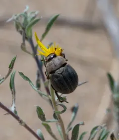 Lanceolated Chafer thumbnail 2