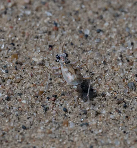 Ghost Tiger Beetle