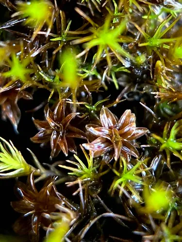 cain's screw-moss