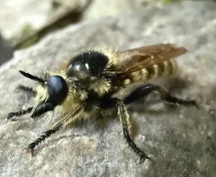 Laphria vivax thumbnail 1