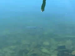 Skipjack Tuna thumbnail 2