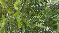 northern California black walnut thumbnail 2