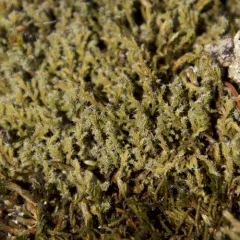 Elongate Rock Moss thumbnail 2